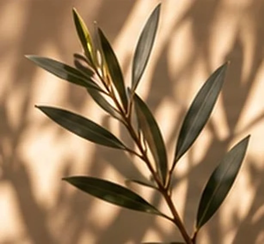 Olive branch detail